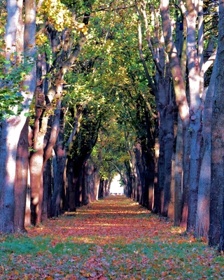 Herbsttunnel zum Licht