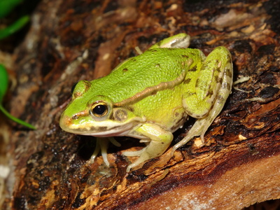 Grüner Frosch