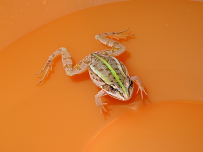 Schwimender Frosch