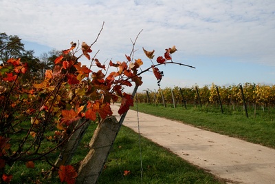 weinberge im oktober