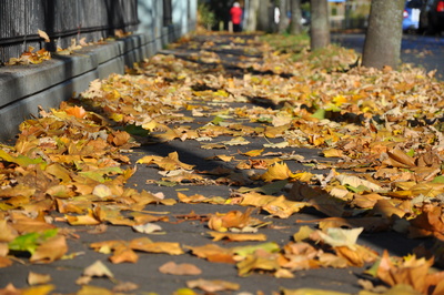 Herbstlaub auf Fußwegen