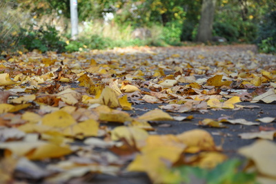 Herbstlaub auf Fußwegen