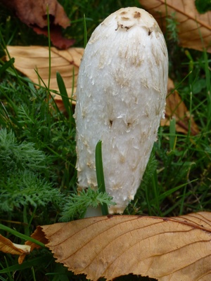 Weißer Pilz zwischen Herbstblättern