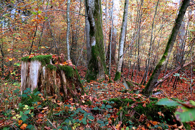 Herbstchaos im Wald
