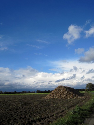 Rüben - geerntet