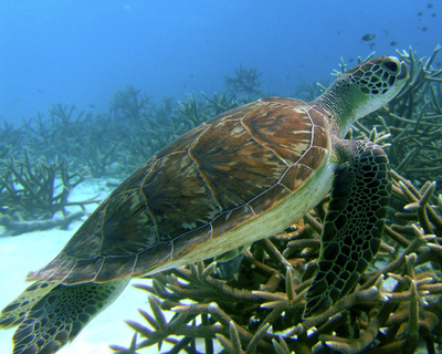 Meeresschildkröte auf Tuchfühlung