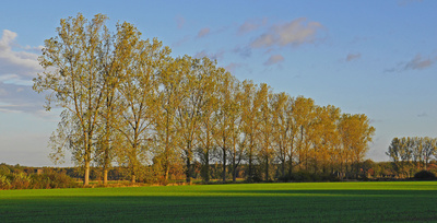 Herbstliche Pappelreihe . . . .