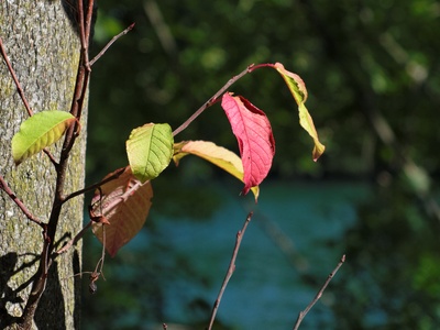 Herbstwimpel