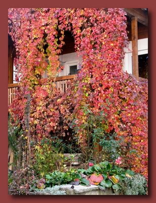 Weinblätter im Herbst