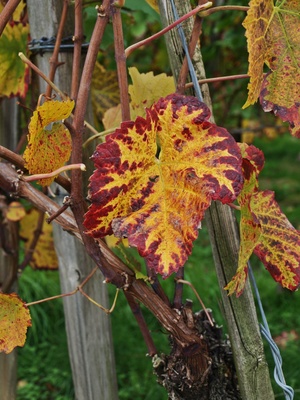 Weinblatt im Herbst