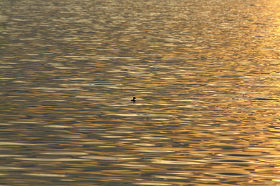 Ente auf dem weiten See