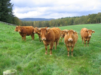 Rinder aus der Auvergne