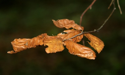 herbstliche buchenblätter