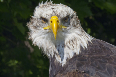 Weißkopfseeadler