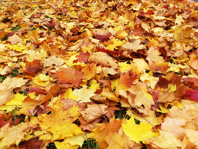 Blätter auf Boden, gelbrot