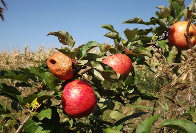 Die Bio-Äpfel