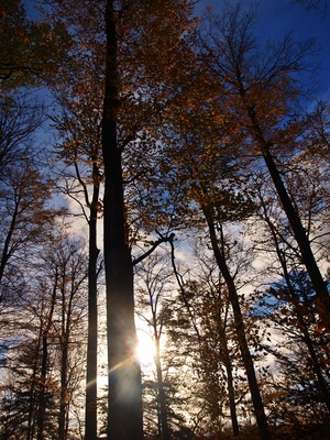 Lichtspiel im Herbstwald