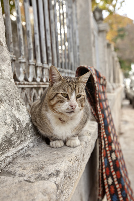 Istanbul heute (11.11.) İstanbul bug&uuml;n 8