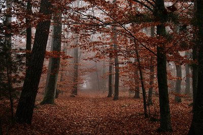 novemberwald