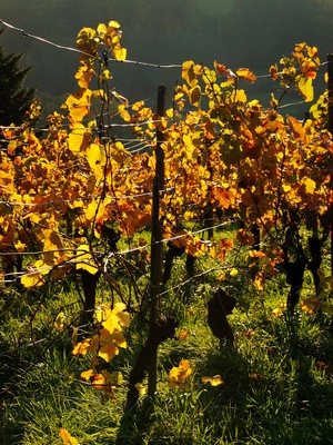 "Herbstleuchten" der Weinstöcke