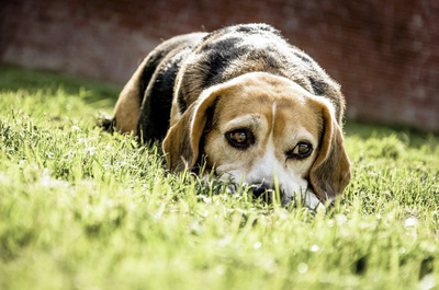 Müder Beagle