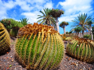 Kaktus - Fuerteventura