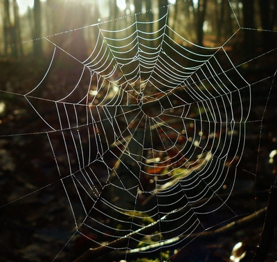 "Spinnennetz im Gegenlicht"