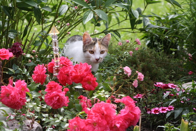 Katze mit Rosen