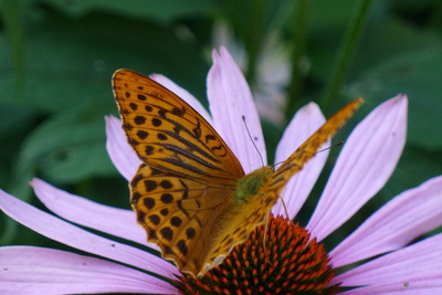Schmetterling auf Echinacea