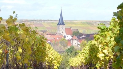 Weinherbst in Erpolzheim/Pfalz