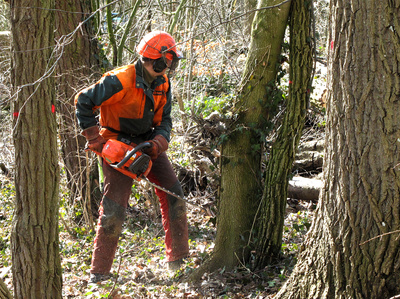 Forstwart betreibt Waldpflege