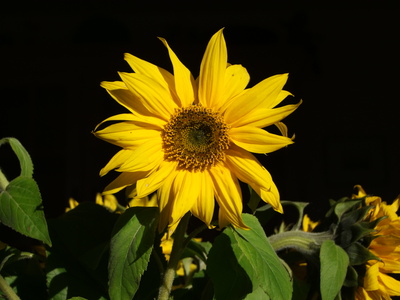 Sonnenblume in herbstlicher Morgensonne