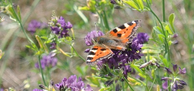 Sommerahnen