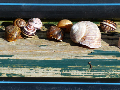 kleine Muschelsammlung