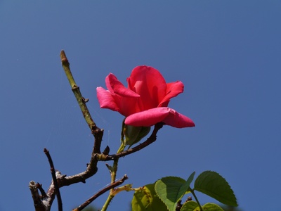Rosenblüte gen Himmel
