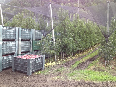 Apfelernte im Südtirol