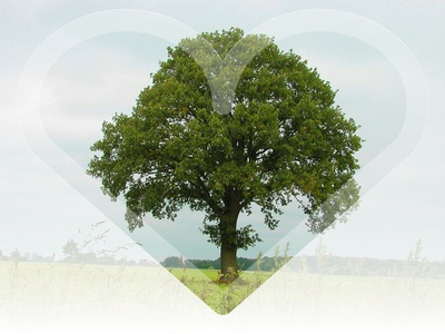 Ein Herz für den Baum