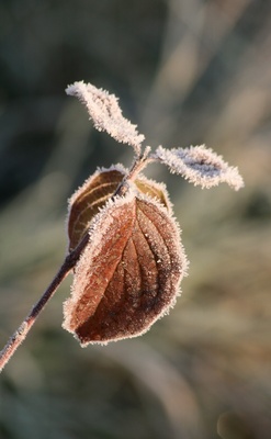 gezuckerte blätter