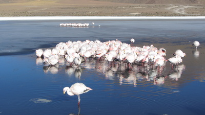Schlafende Flamingos