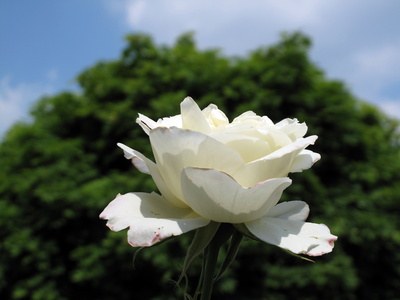 Die letzte weiße Rose