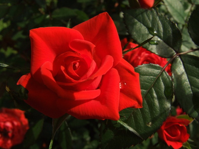 Rote Rosen im eigenen Garten
