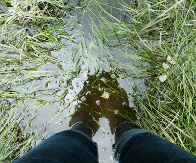 Im Wasser stehen... Im Wasser stehen...