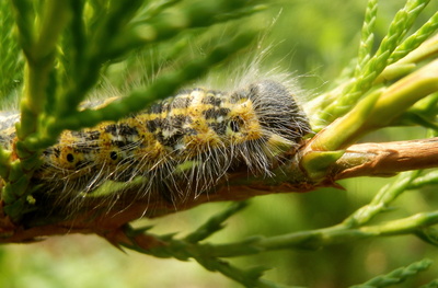 Raupe vom Mondvogel