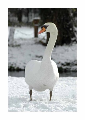 Schnee Schwan