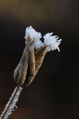 Winterblüte