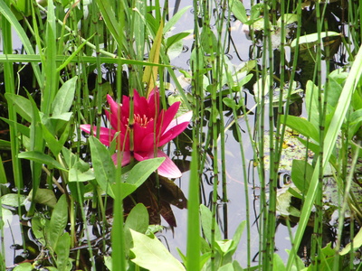 lotus blüte