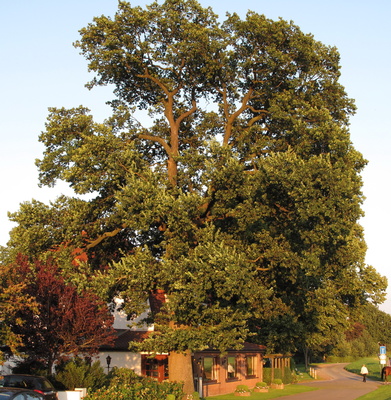 Alter Baum noch mit viel Herbstlaub