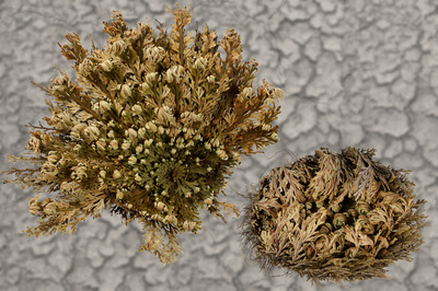 Rose von Jericho (1) Rose von Jericho (1)