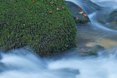 moos am wasser