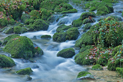 waldbächlein